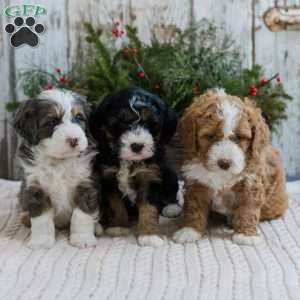 Dante, Mini Bernedoodle Puppy